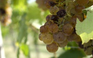 N°184 – Le temps des vendanges