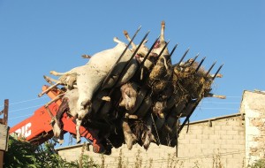 N°193 – Le loup, la bergère et une certaine Europe (Lo Cebier 138)