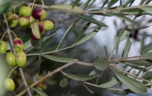 N°193 – Oliviers et olives