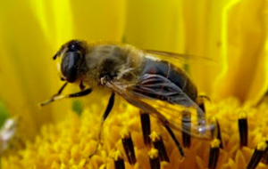 Abelhas e insectes en dangièr