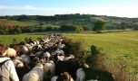 Les bergers et l’ours en Béarn