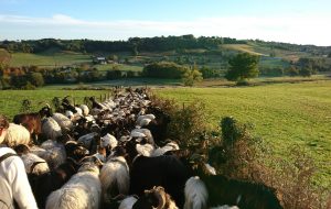 Les bergers et l’ours en Béarn